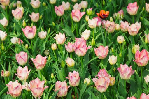 Pink tulips, JPG Pink tulips, JPG