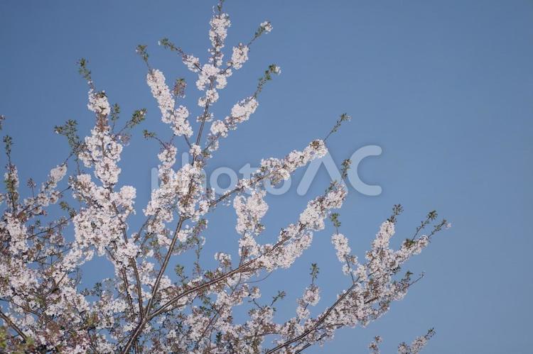 日の出前の桜 夜桜,明け方,花の写真素材