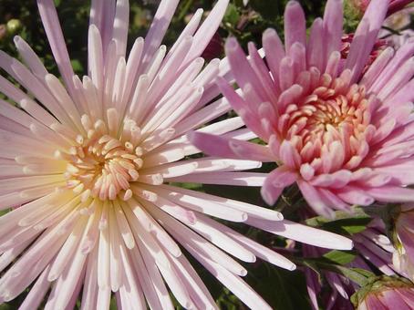菊 菊の写真