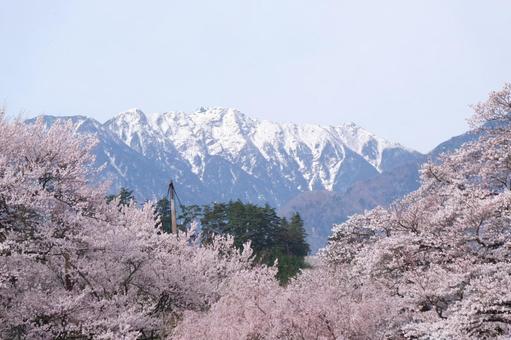 桜 桜の写真