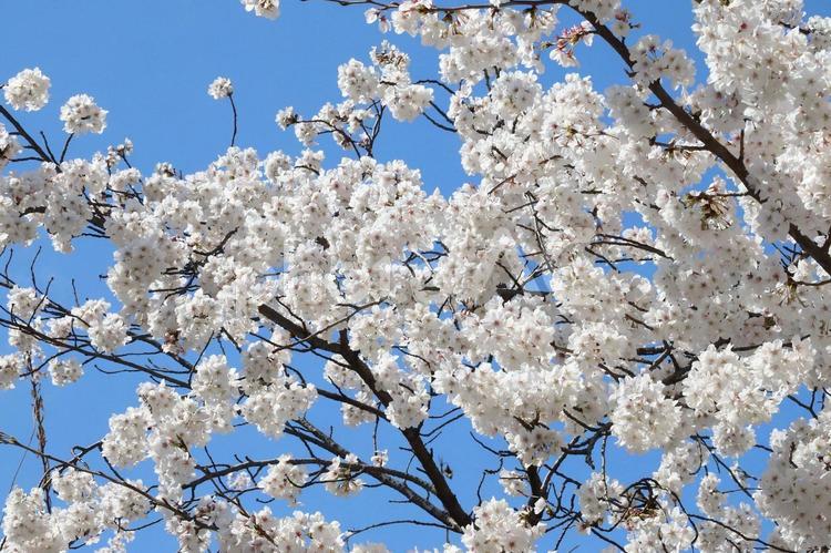 さくらソメイヨシノ 花木,さくら,桜の写真素材