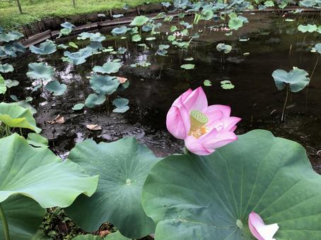 小田原 小田原,小田原城址公園,蓮の写真素材