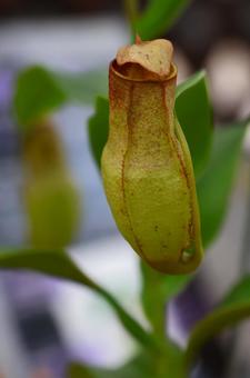 温室のウツボカズラ 温室のウツボカズラ ウツボカズラ,食虫植物,植物の写真素材