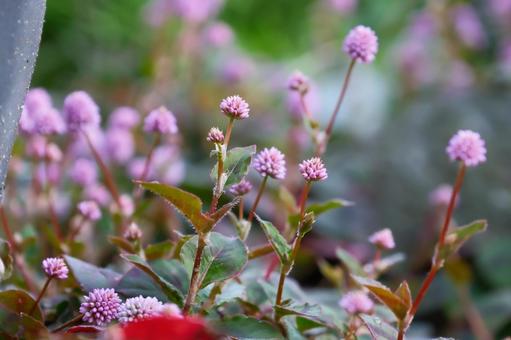 ヒメツルソバの写真