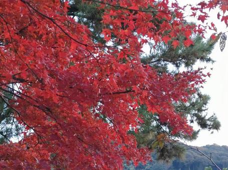 Bright red autumn leaves, JPG Bright red autumn leaves, JPG