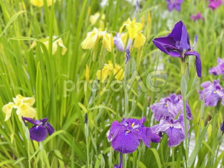 紫と黄色の菖蒲の花 菖蒲,しょうぶ,紫の写真素材