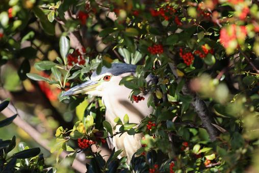 クリスマスカラーのゴイサギとピラカンサ クリスマスカラーのゴイサギとピラカンサ ゴイサギ,ピラカンサ,カザンデマリの写真素材
