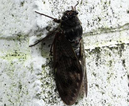 Cicada hanging on a wall, JPG