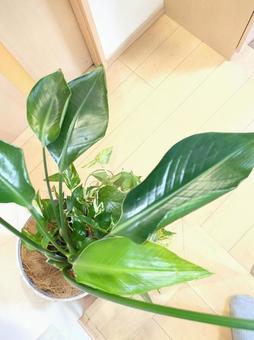 観葉植物　オーガスタ8号鉢ポトス寄せ植え 観葉植物,オーガスタ,リビングの写真素材