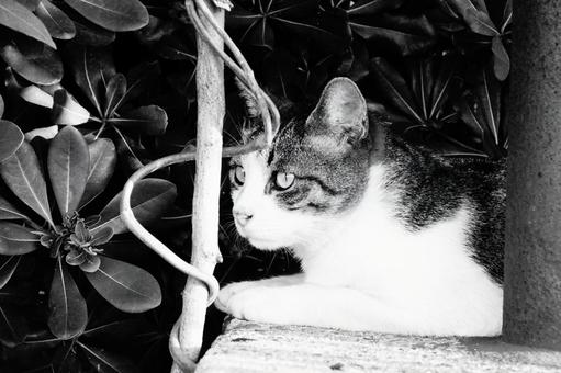 ねこ ねこ ねこ,野良,モノクロの写真素材