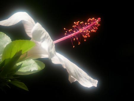 黒い背景の白いハイビスカス ハイビスカス,白い花,花の写真素材