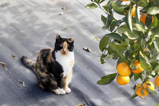 お座りした猫 猫,動物,みかん畑の写真素材