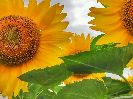 ひまわりと葉のクローズアップの写真