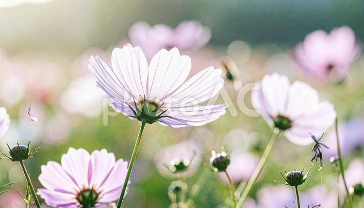 秋の花　コスモス マゼンタ,穏やか,花粉の写真素材