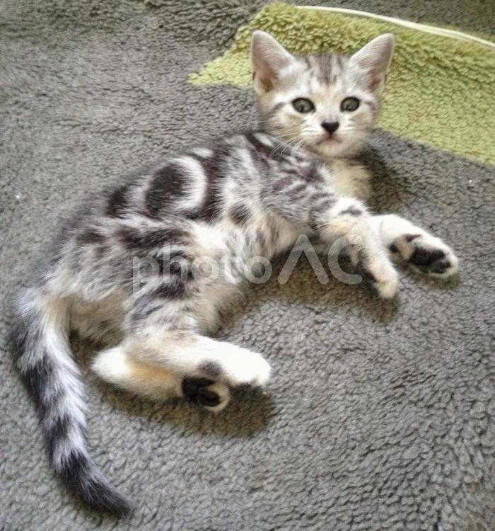 ねこ ねこ,猫,子猫の写真素材
