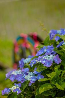 Photo, kaisei hydrangea village, hydrangea park, hydrangea, 