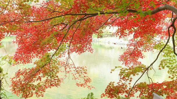 紅葉-1322 紅葉,モミジ,赤の写真素材