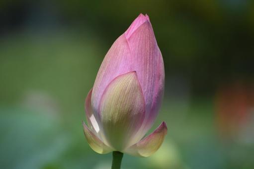 Photo, a lotus, lotus, ancient lotus, 