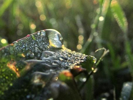 水滴と緑の葉の風景 水滴と緑の葉の風景 水滴,しずく,雨の写真素材