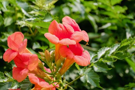 陽光に映えるノウゼンカズラの花房 陽光に映えるノウゼンカズラの花房の写真
