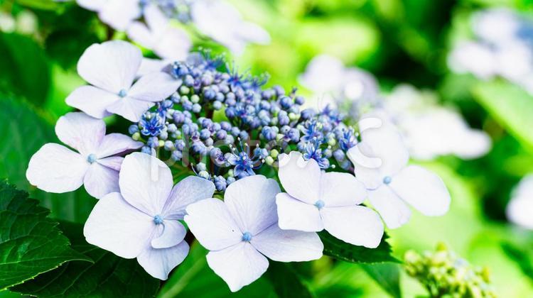 アジサイ あじさい,紫陽花,花の写真素材