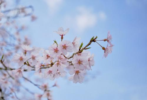 春の穏やかな陽射しに映える綺麗な桜の花の写真