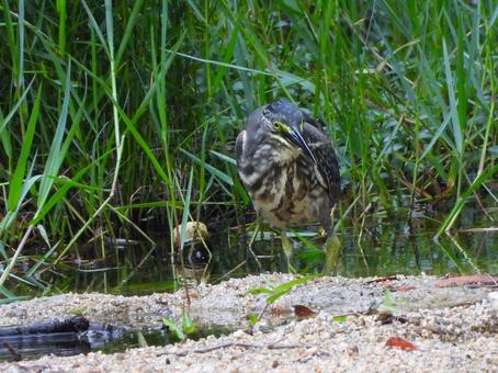 草の中から現れたササゴイの幼鳥 草の中から現れたササゴイの幼鳥の写真