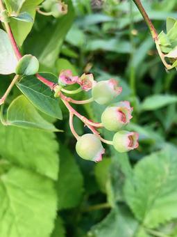 Photo, azalea, ス ノ ノ, small fruit tree, 