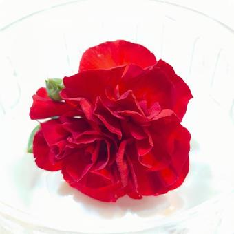 一輪咲いたカーネーションの真っ赤い花 カーネーション,赤い花,花の写真素材