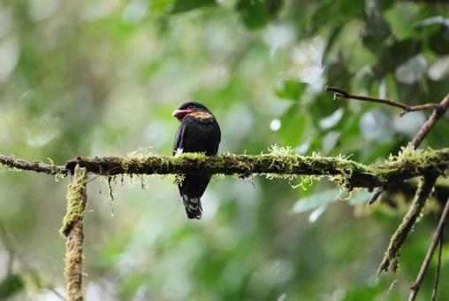 ガマヒロハシ ガマヒロハシ,野鳥,野生動物の写真素材