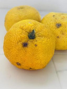 ゆずアップ ゆず,柚,冬の写真素材