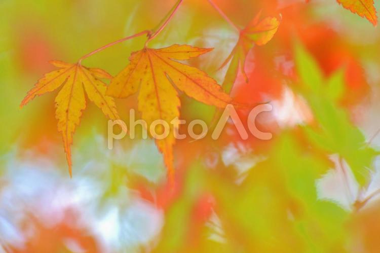 二枚のもみじ 二枚,もみじ,オレンジの写真素材