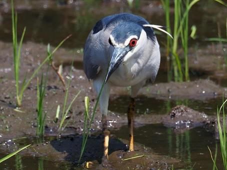 田んぼのゴイサギ２ ゴイサギ,鷺,田んぼの写真素材