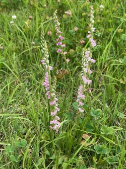 ネジバナ　ピンク　白　群生　空き地の写真