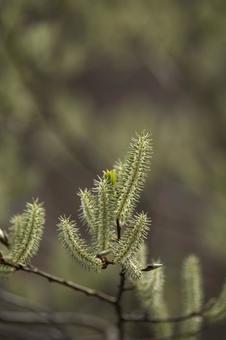春の訪れを告げるヤナギの花芽の写真
