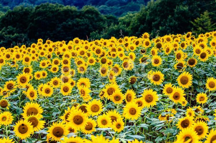 里山のひまわり畑 ビタミンカラー,イエロー,ひまわりの写真素材