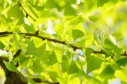 イチョウの葉の写真