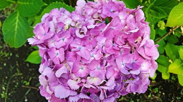 紫陽花 紫陽花の写真