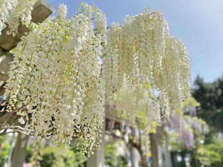 白い藤の花 白い藤の花の写真
