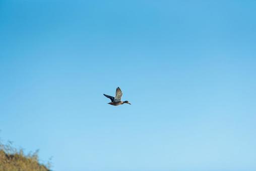 宙を優雅に舞うマガモのメス マガモ,鴨,水鳥の写真素材