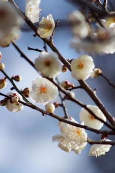 梅の花 梅の花の写真