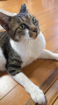 じっーーーーーー。 猫,ねこ,ネコの写真素材