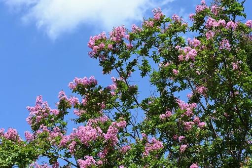 サルスベリの写真