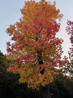 秋を感じる紅葉 紅葉,秋,もみじの写真素材