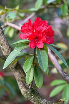 シャクナゲの花 シャクナゲの花の写真