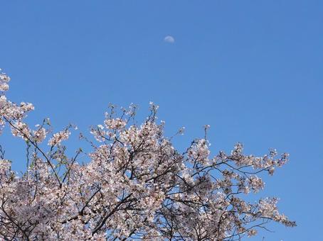 桜と昼の月が織りなす春の風景 桜,春,青空の写真素材