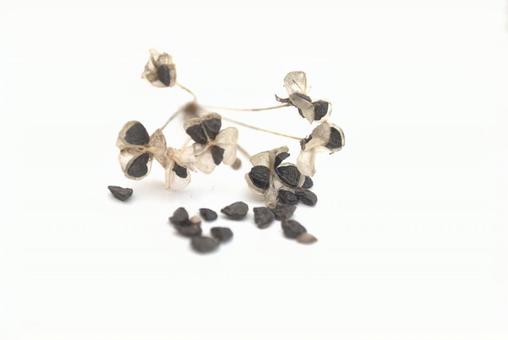 韮の種子 ニラ,韮,種子の写真素材