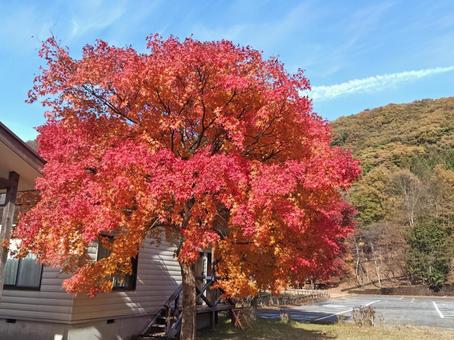 バンガローと紅葉 秋,もみじ,こうようの写真素材