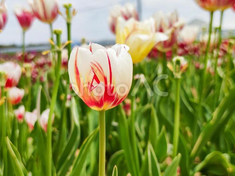 春を感じるチューリップ チューリップ,春,春の花の写真素材