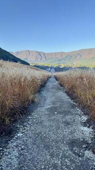 仙石原すすき草原縦 仙石原すすき草原,すすき,秋の写真素材